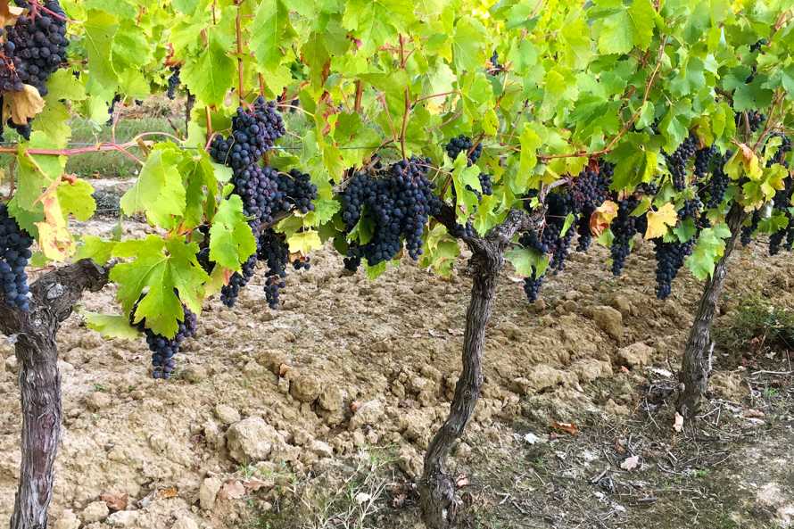 Château de Castelneau