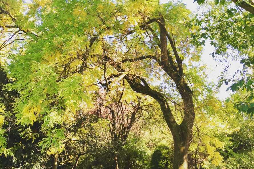 Arbres centenaires : cèdres, érable, chêne rouge d'Amérique, gingko biloba, if, marronniers et acacias divers