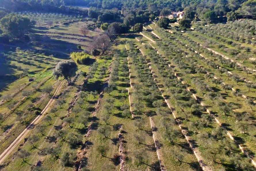 Balade au milieu de l'oliveraie, entre restanques et oliviers centenaires.