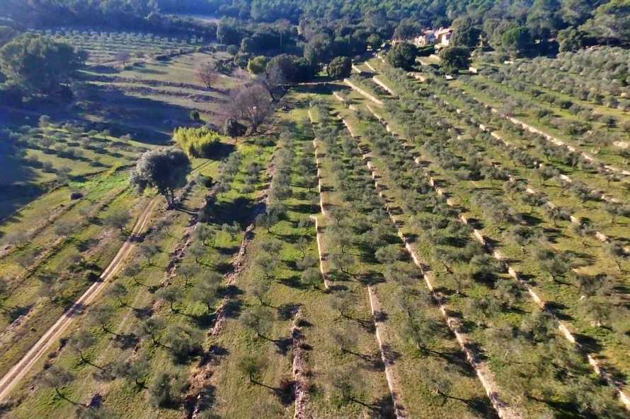 Balade au milieu de l'oliveraie, entre restanques et oliviers centenaires.