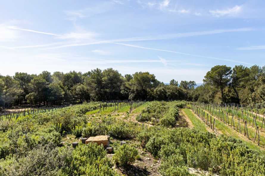 Le vignoble du domaine