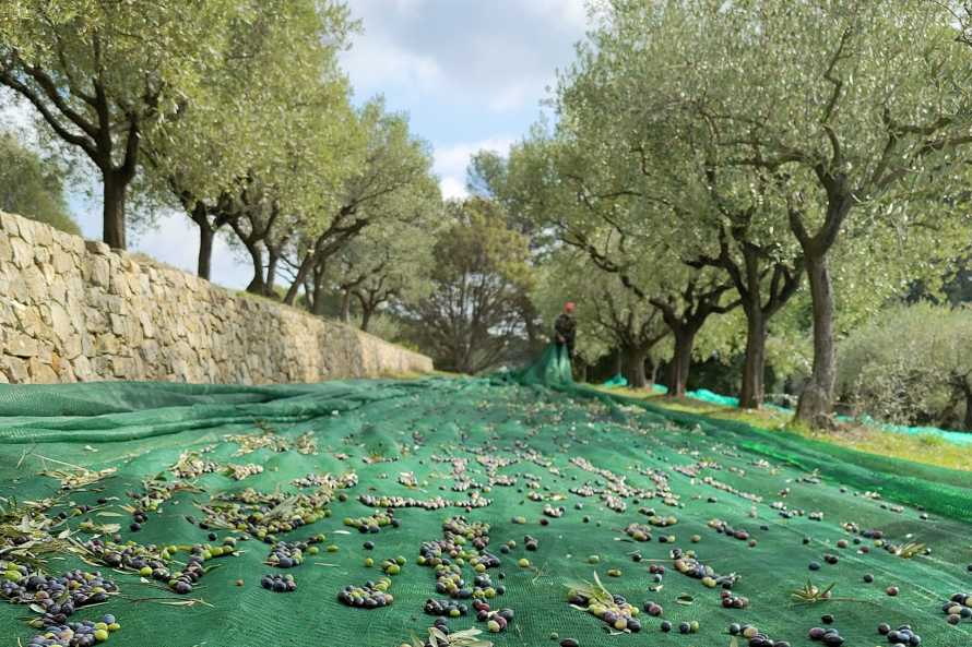 La récolte des olives