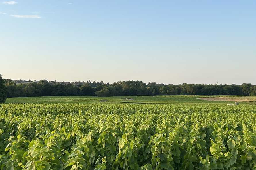 Les vignes autour de la maison 2025