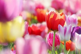 Printemps