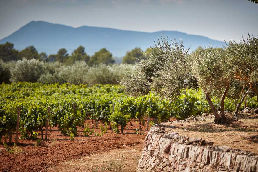 vignoble et oliviers